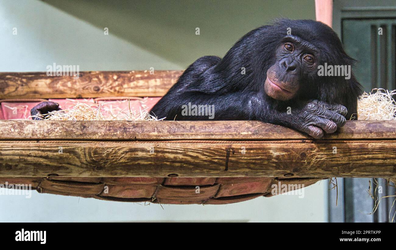 scimpanzé dello zoo di berlino, sdraiato, osserva i dintorni Foto Stock