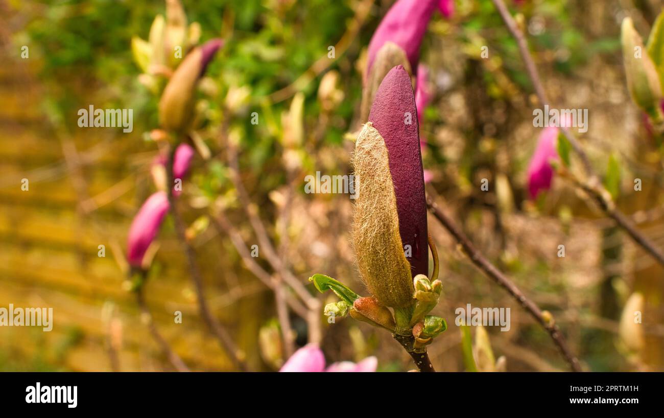 Gli alberi di Magnolia sono un vero splendore nella stagione della fioritura. Una natura che cattura l'occhio Foto Stock