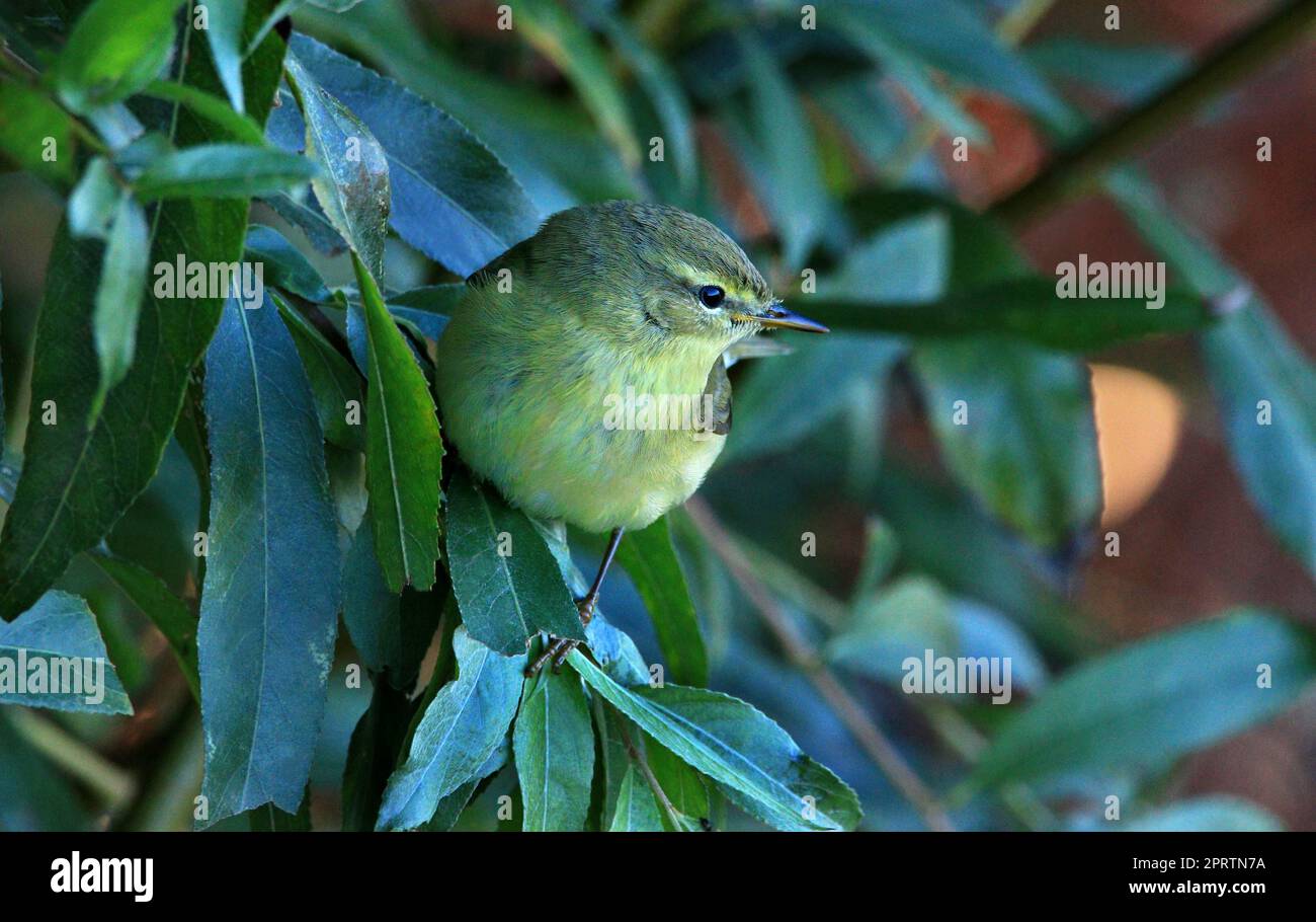 Willow Warbler, Phylloscopus trophilus, durante la migrazione verso sud. Qui riposarsi alla ricerca di cibo. In Germania, Nord Reno-Westfalia, Ah Foto Stock