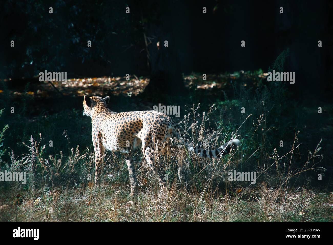 Ghepardo scorre attraverso l'erba. Grande gatto dall'Africa. Foto animale di predatore Foto Stock