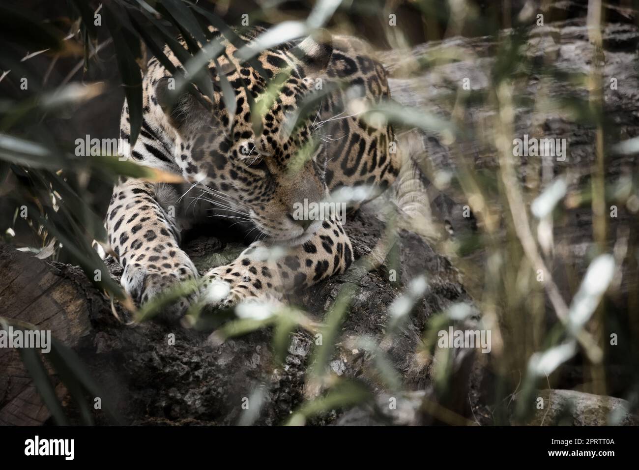 Jaguar giace dietro l'erba. pelliccia maculata, in agguato mimetico. Il grande gatto è un predatore. Foto Stock