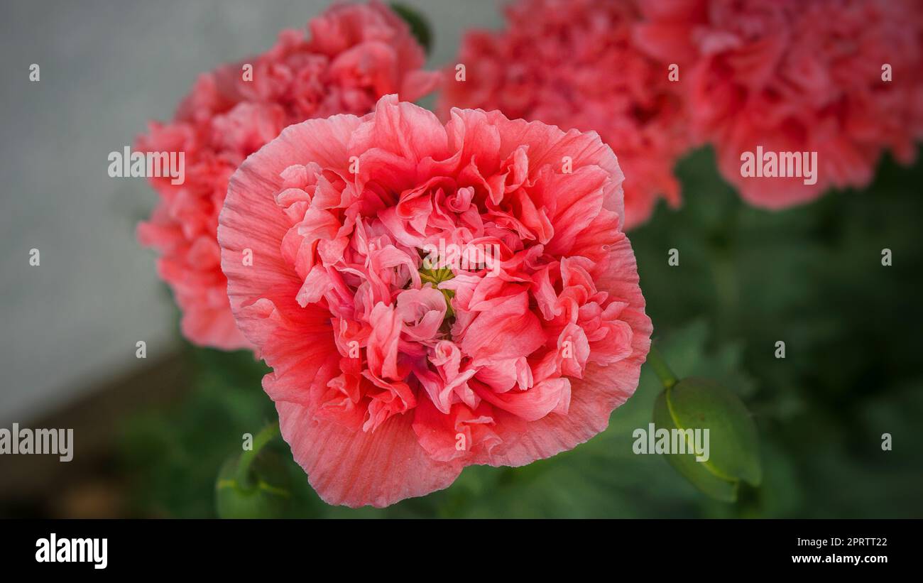 Poppy Flower in primo piano. Petali di filigrana in rosa con foglie verdi sullo sfondo. Foto Stock