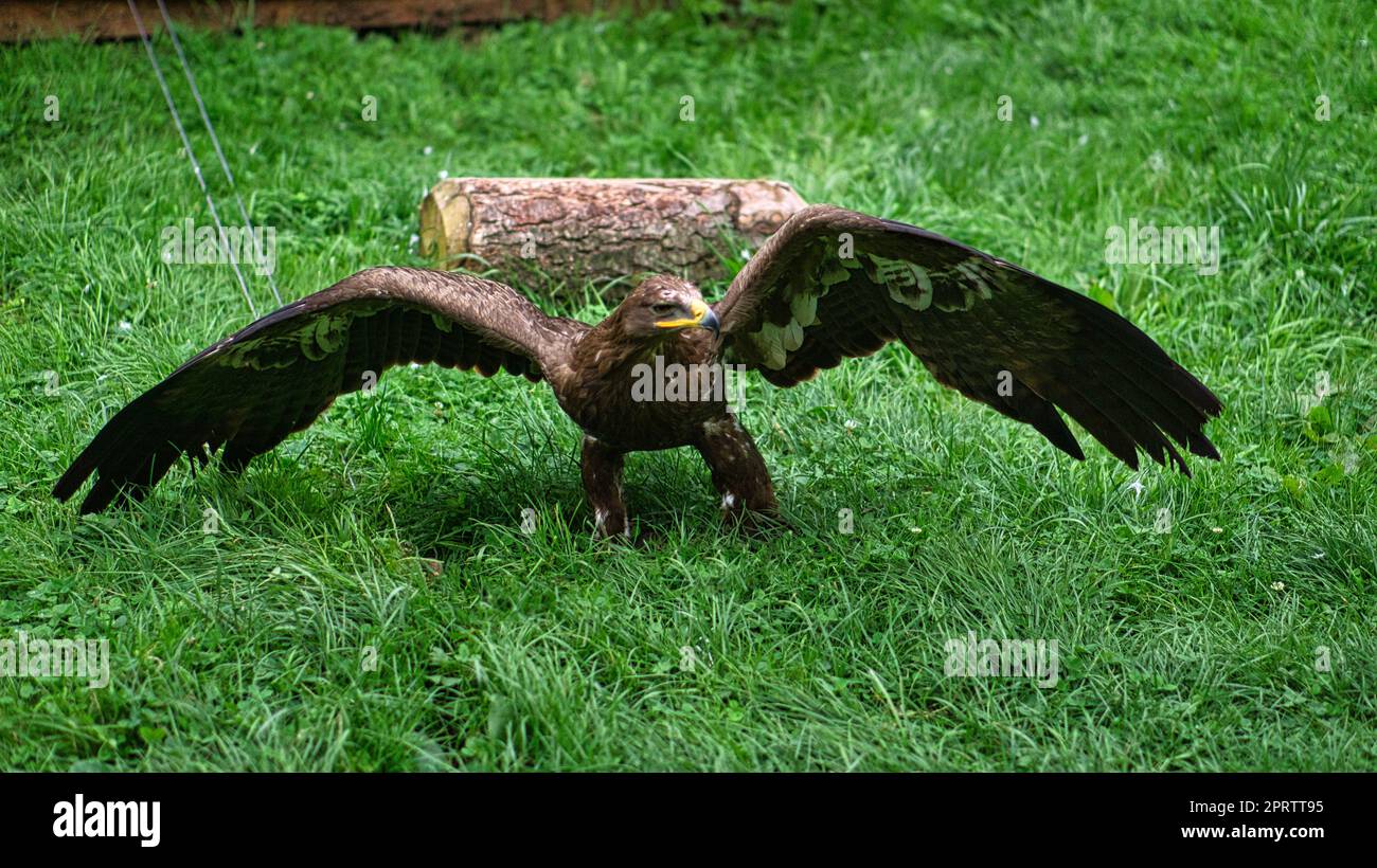 Aquila d'oro allo spettacolo aereo di Saarburg. Foto animale dell'elegante uccello. Foto Stock