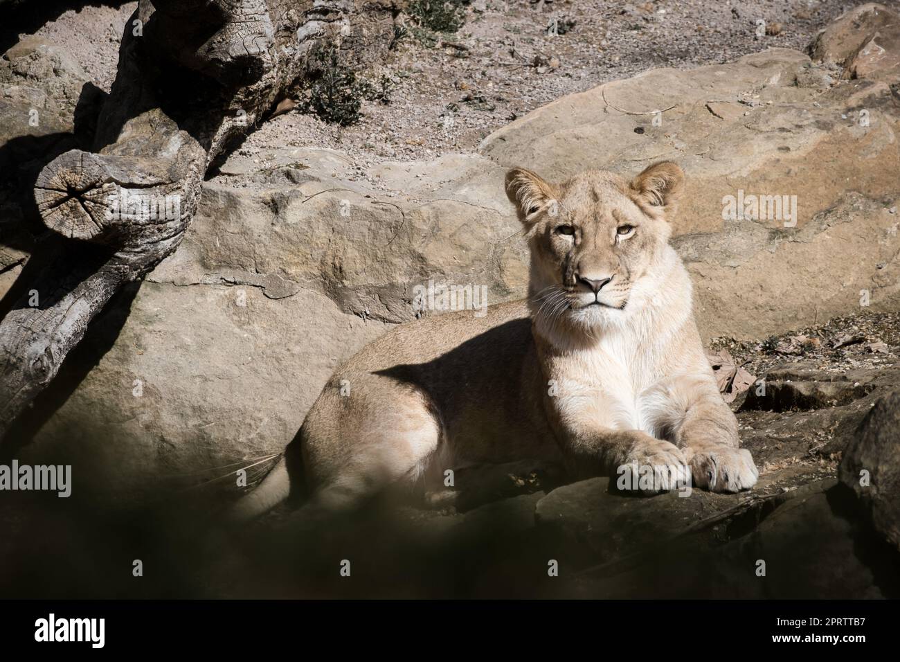 Giovane leonessa giacente su una pietra con vista allo spettatore. Foto animale di predatore Foto Stock
