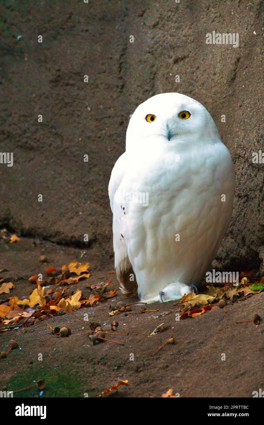 White Barn Owl. Il gufo è un uccello preda del crepuscolo e della notte Foto Stock