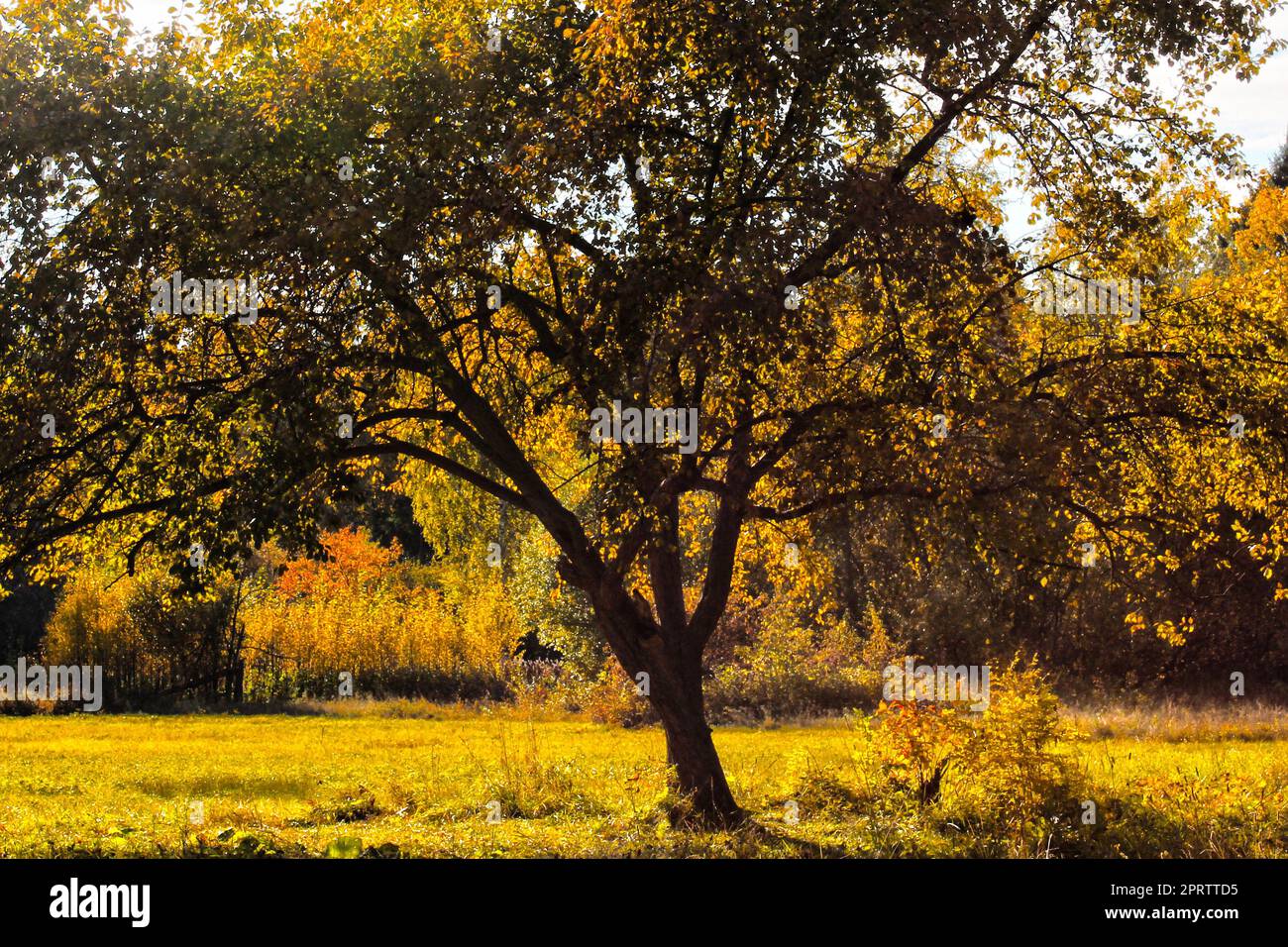 Un grande albero con foglie gialle da vicino su uno sfondo di foresta mista. Paesaggio autunnale Foto Stock