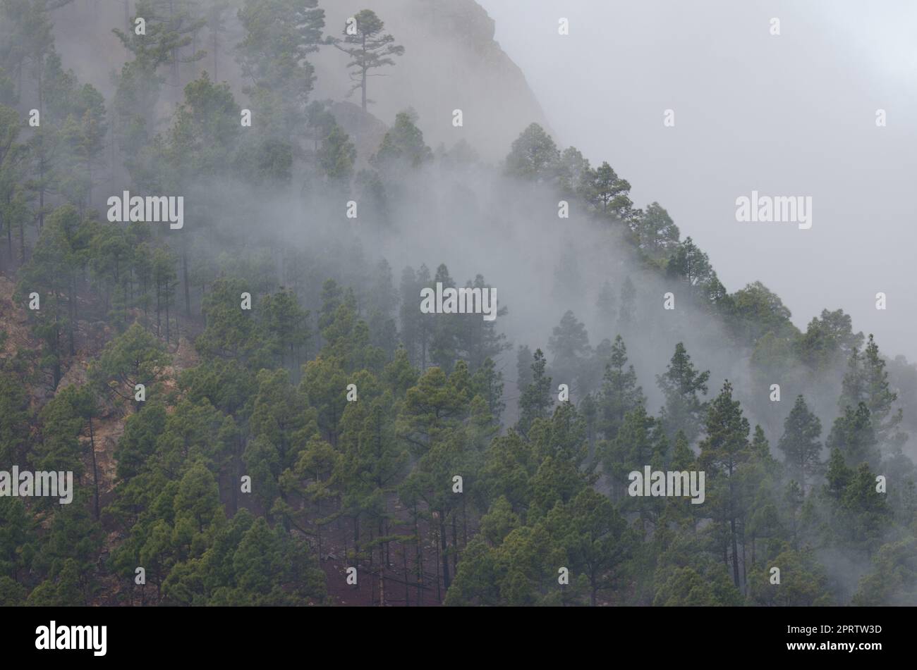 Foresta di pino delle Isole Canarie in una nebbia. Foto Stock