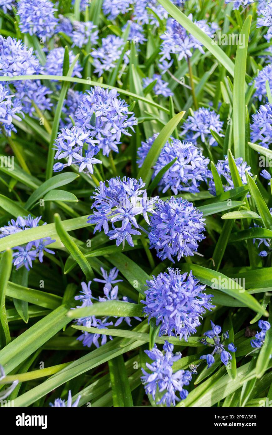 I fiori blu di Hyacintoides italica Foto Stock