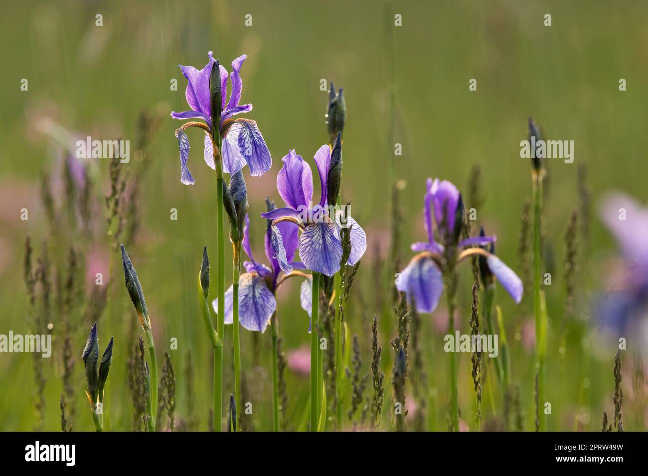 Numerosi fiori di iride siberiani fioriscono su un prato allagato in estate Foto Stock