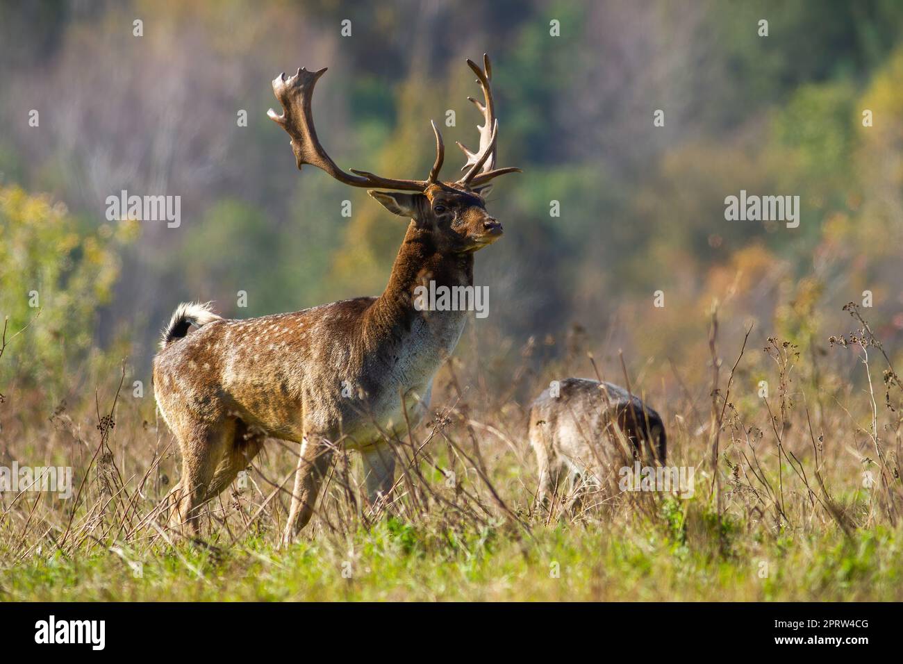 Allerta daino cervi guardando su praterie in autunno deserto Foto Stock