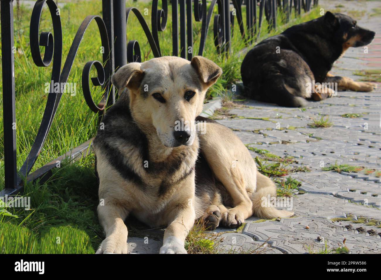 Due grandi cani randagi giacciono sul marciapiede del parco cittadino Foto Stock