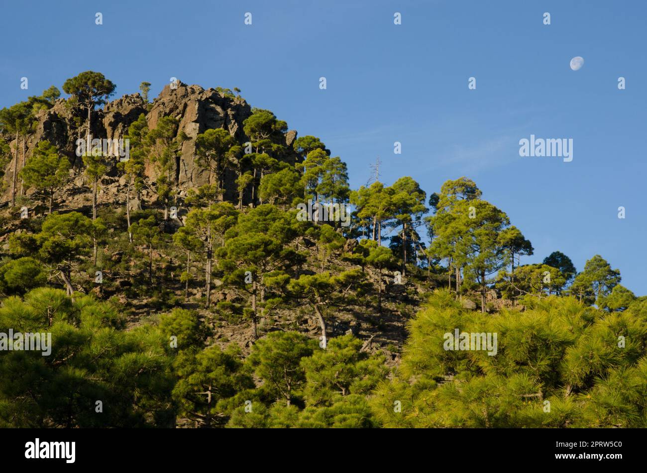 Foresta di Canary Island Pine. Foto Stock