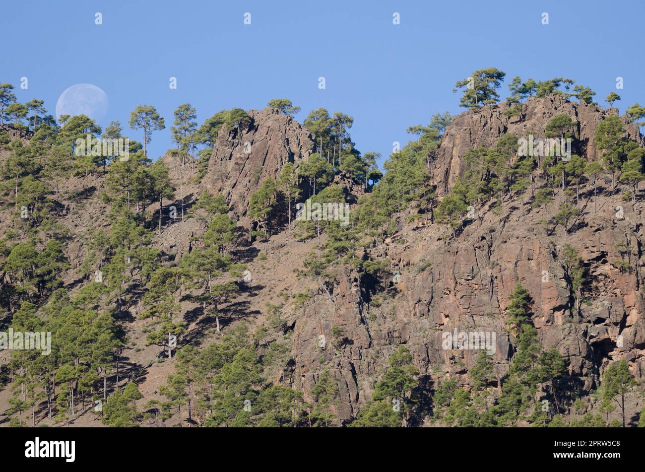 Foresta, scogliere e luna. Foto Stock