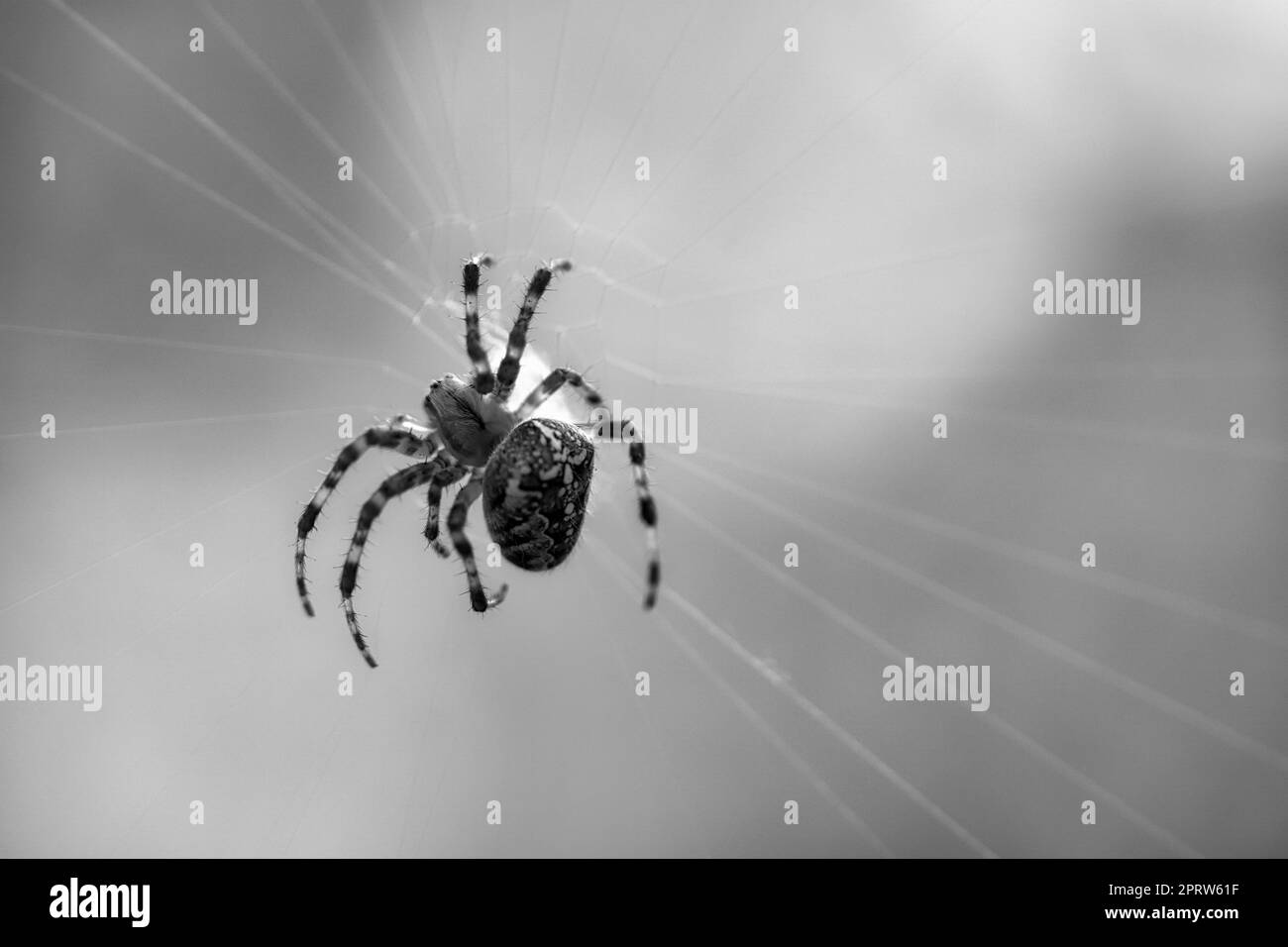 Croce ragno sparato in bianco e nero, in una ragnatela di ragno, in agguato per preda. Sfondo sfocato. Un cacciatore utile tra insetti. Arachnid. Foto animale da Foto Stock