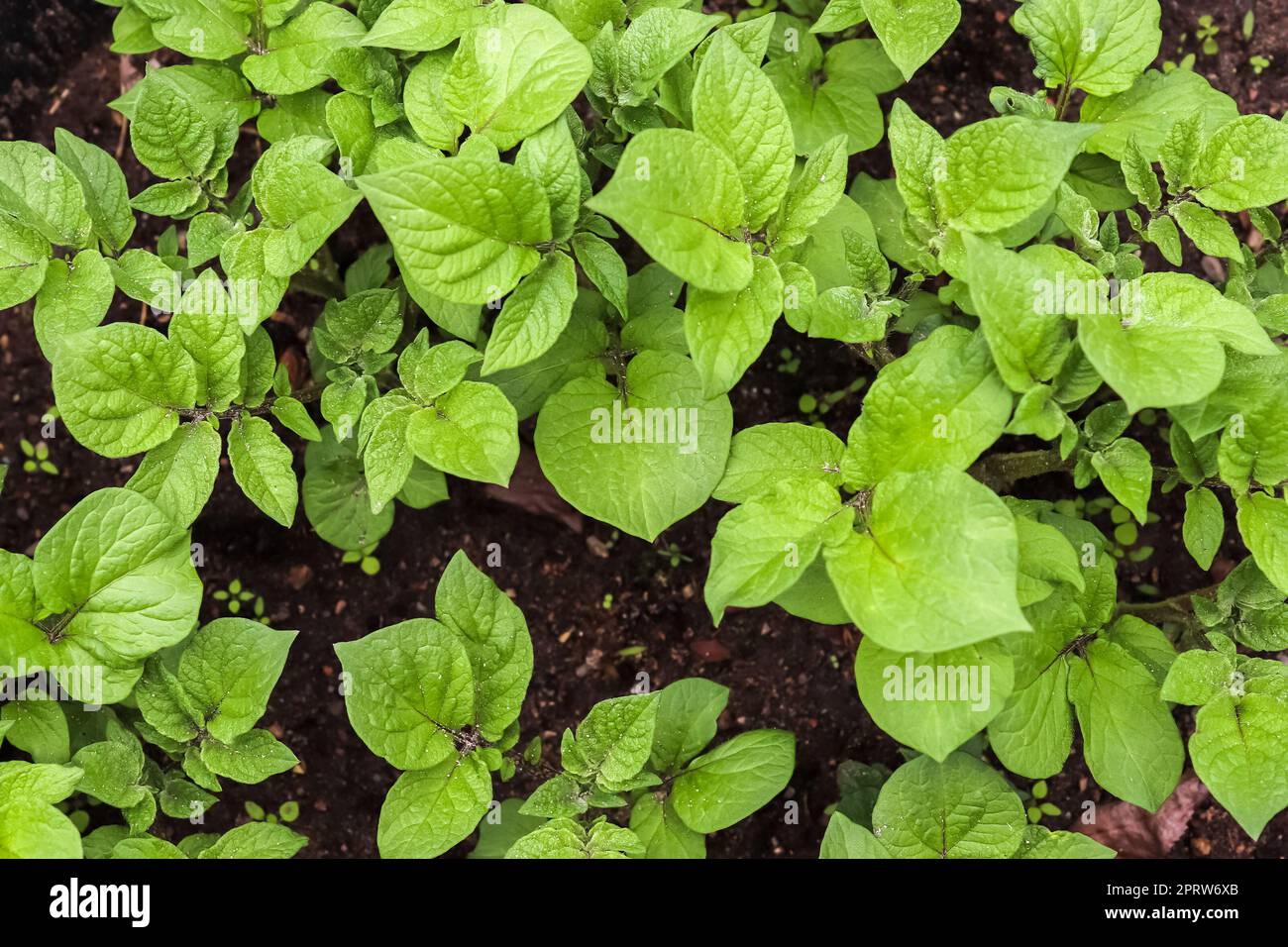 Bellissime foglie verdi di piantantsin un giardino europeo. Foto Stock