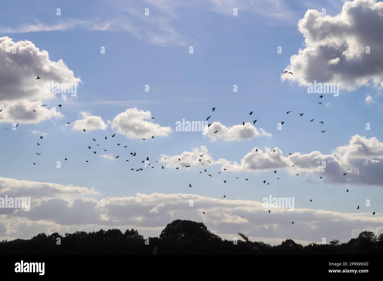 Un grande gregge di corvi neri contro un cielo bellissimo. Foto Stock