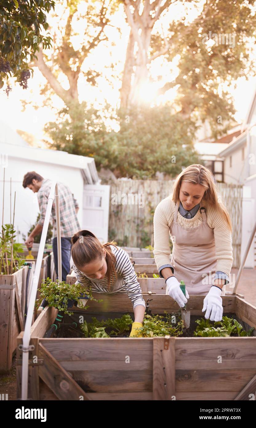 Imparare la bontà dei prodotti organici. Una famiglia che fa giardinaggio insieme nel loro cortile. Foto Stock