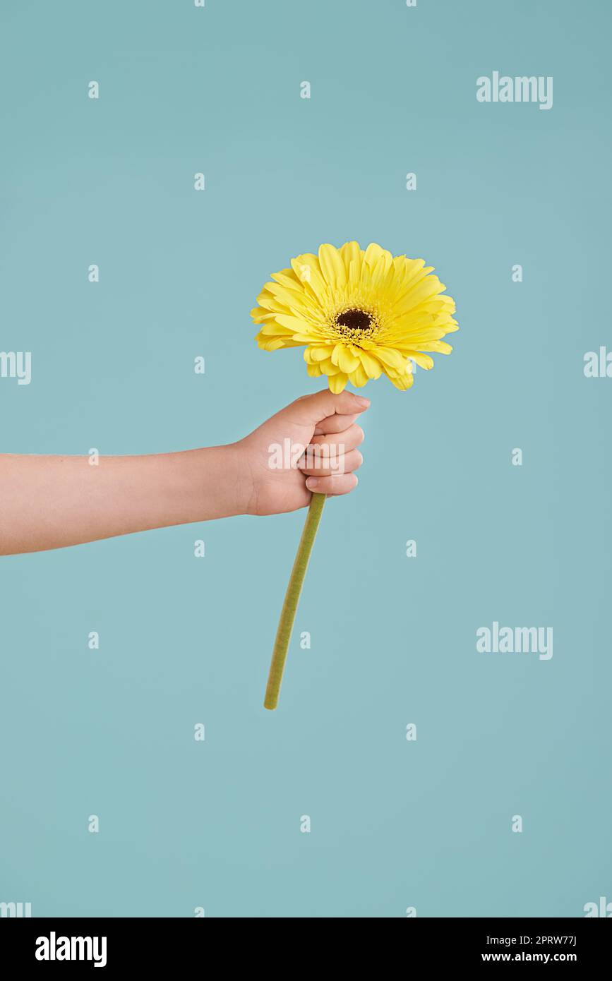 Here...its per te. Una mano delle ragazze che presenta un fiore mentre isolato. Foto Stock