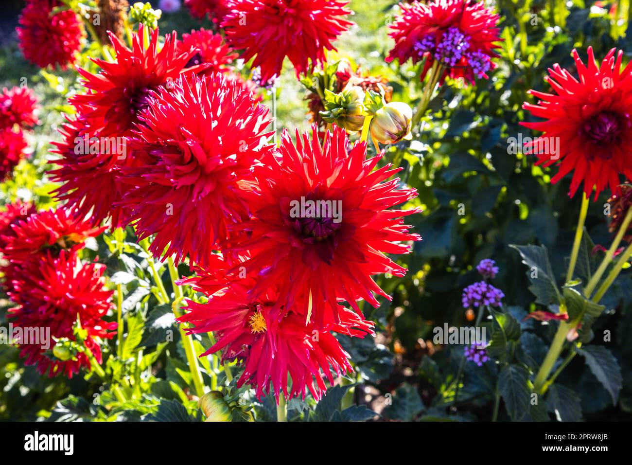 Dahlia - i fiori di Hollyhill fioriscono nel giardino del parco cittadino Foto Stock