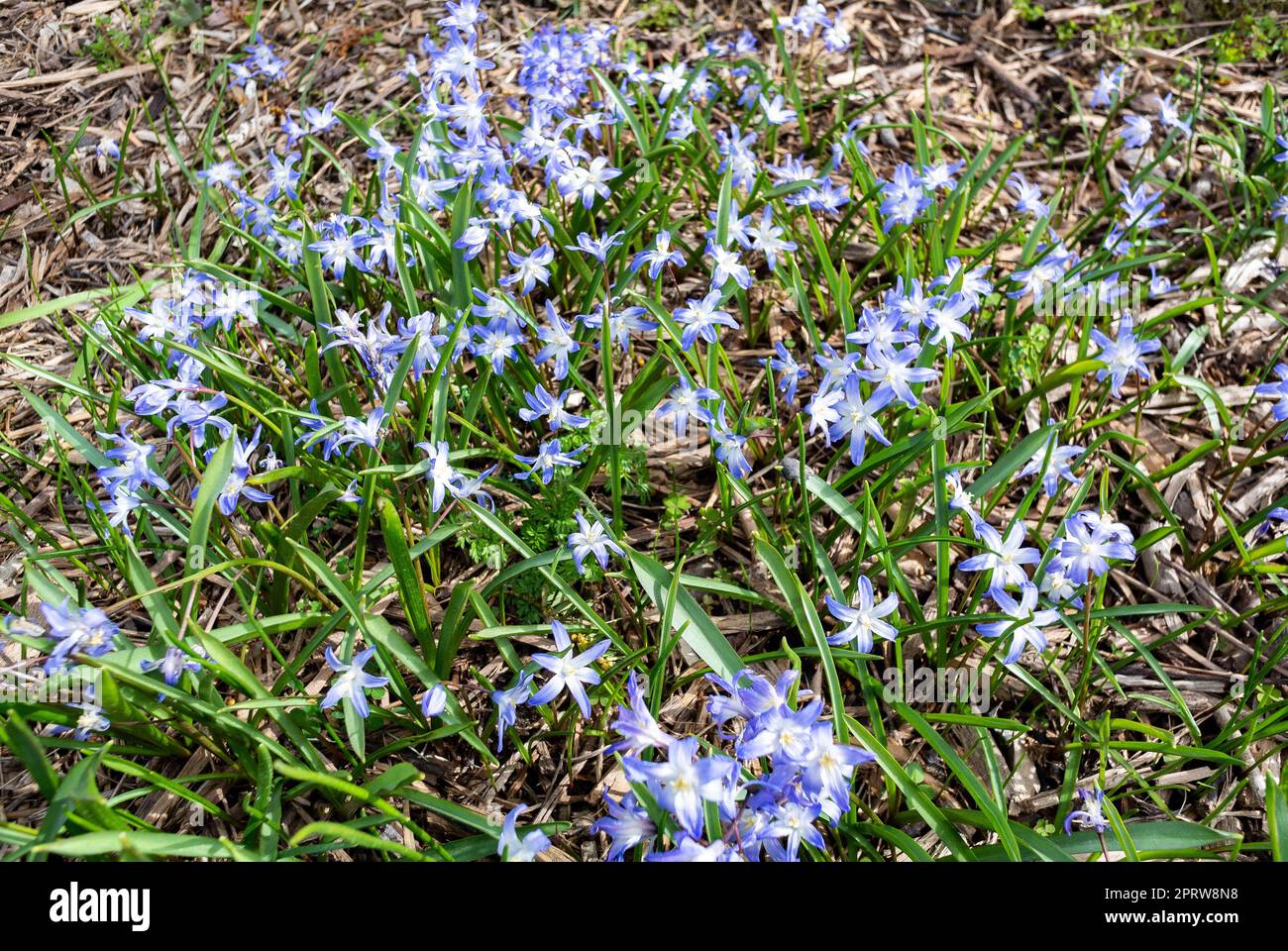 I fiori azzurri di Chionodoxa luciliae Foto Stock