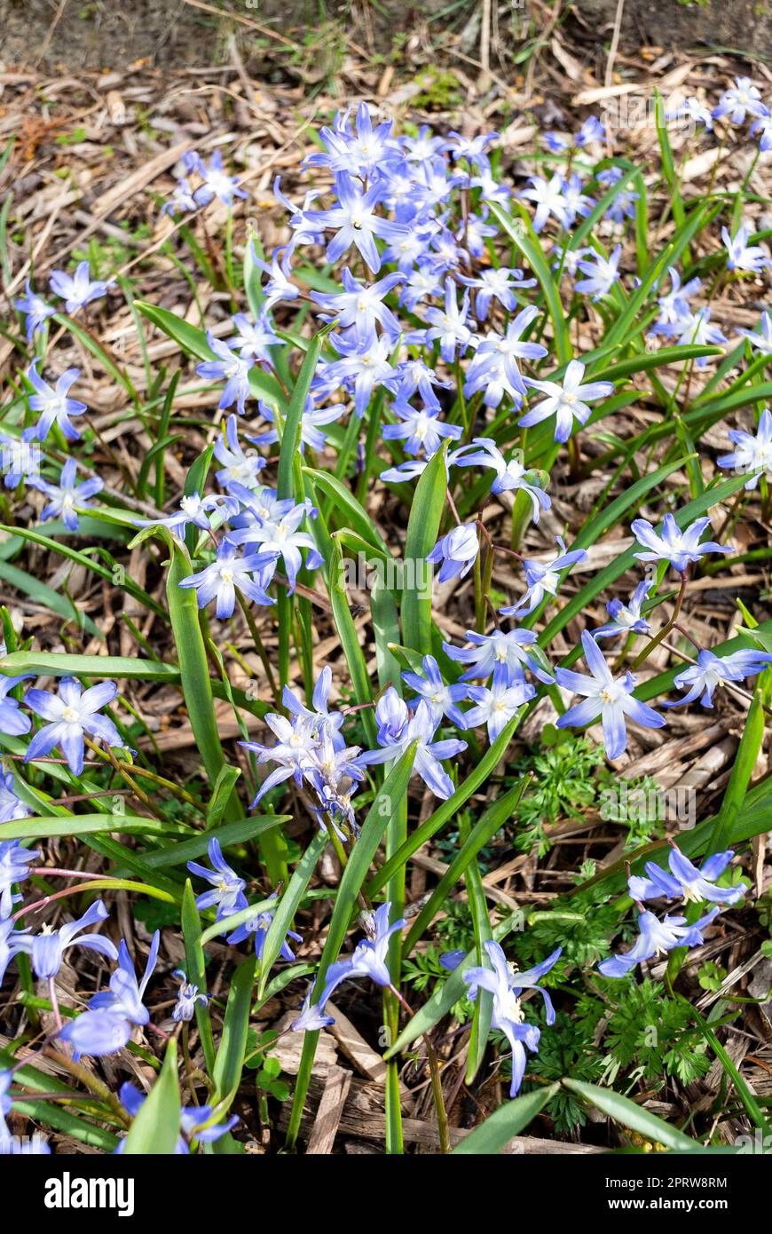 I fiori azzurri di Chionodoxa luciliae Foto Stock