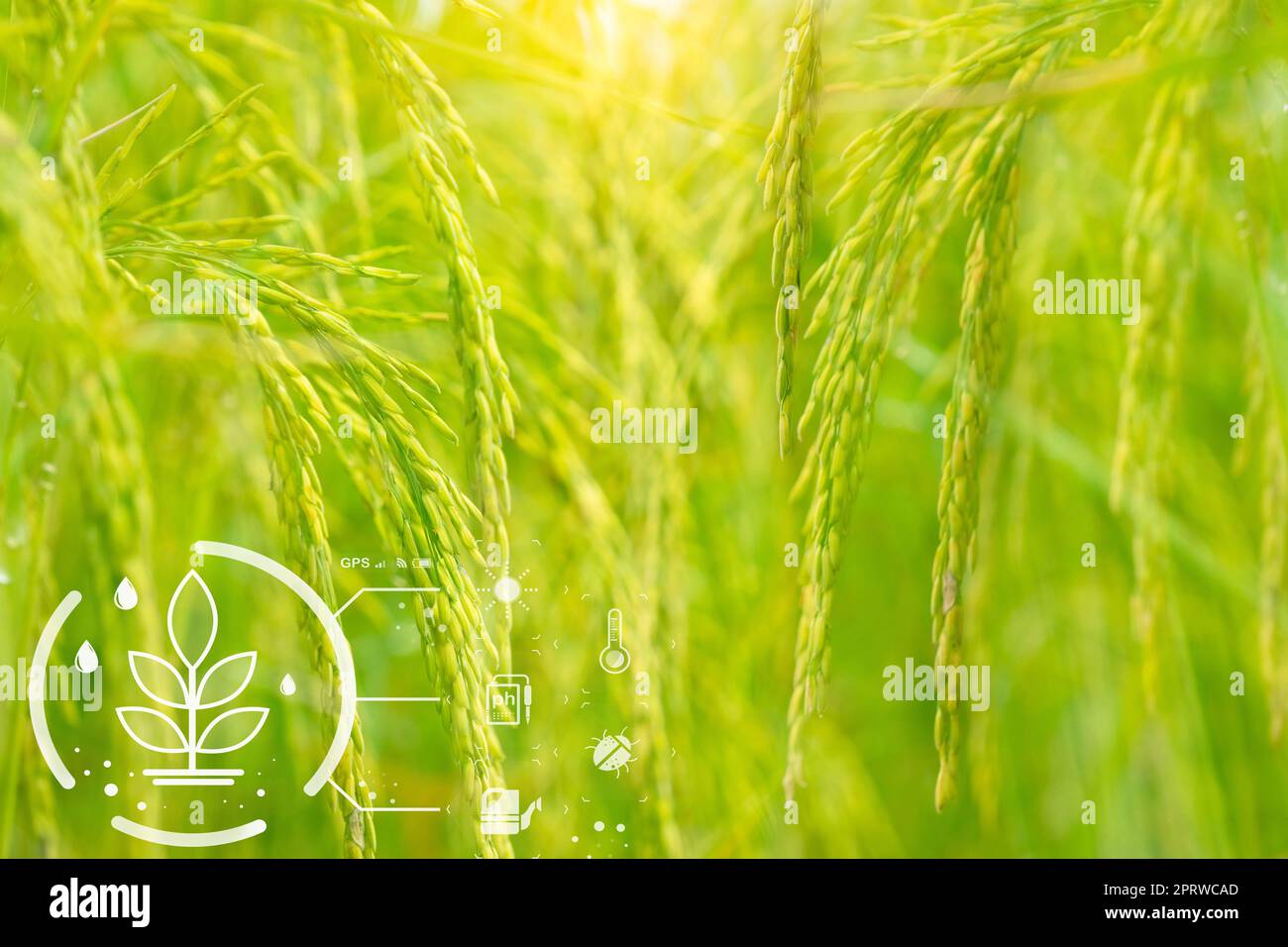 Agricoltura intelligente con tecnologia moderna. Orecchie di riso in un campo di riso e icona di un'agricoltura intelligente. Agricoltura sostenibile. Agricoltura di precisione. Monitoraggio del clima. Sistema di gestione delle aziende agricole. Foto Stock Agricoltura intelligente con tecnologia moderna. Orecchie di riso in un campo di riso e icona di un'agricoltura intelligente. Agricoltura sostenibile. Agricoltura di precisione. Monitoraggio del clima. Sistema di gestione delle aziende agricole. Foto Stock