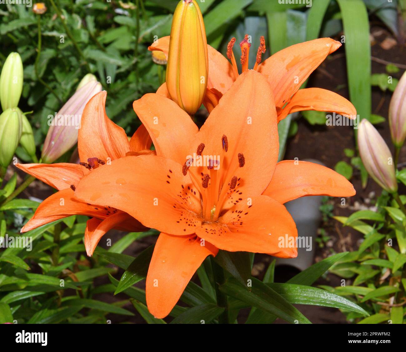 Giglio di fiori ibrido asiatico Tresor colore arancione dopo la pioggia Foto Stock