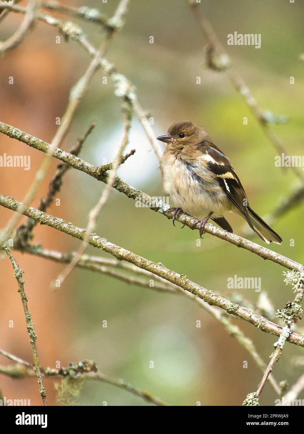 Chaffinch giovane su un ramo della foresta. Marrone, grigio, piumaggio verde. Songbird Foto Stock
