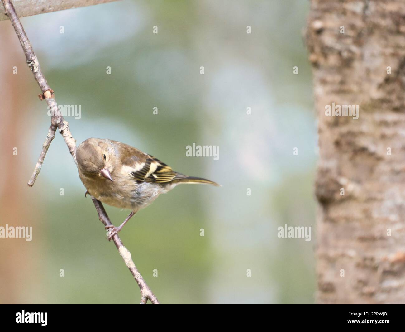 Chaffinch giovane su un ramo della foresta. Marrone, grigio, piumaggio verde. Songbird Foto Stock