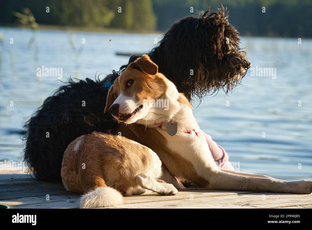 Amanti dei cani sdraiati su un molo e guardando il lago in Svezia. Goldendoodle e mescolare Foto Stock