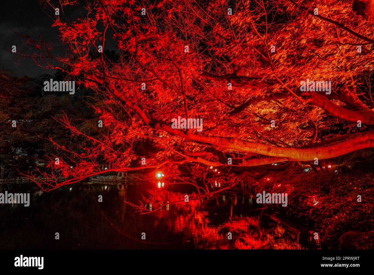 I colori autunnali illuminano il giardino giapponese Foto Stock