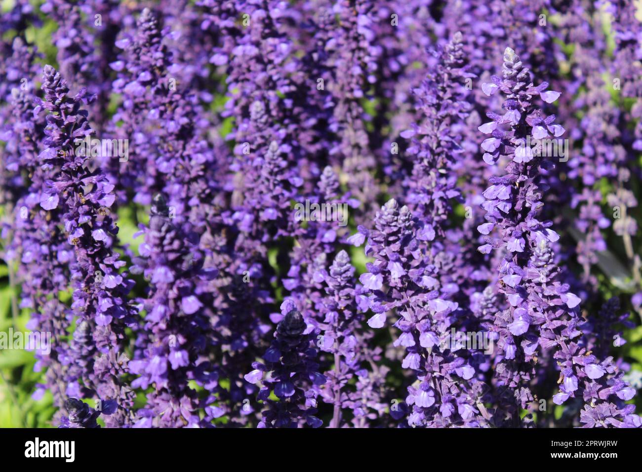 salvia blu in giardino Foto Stock