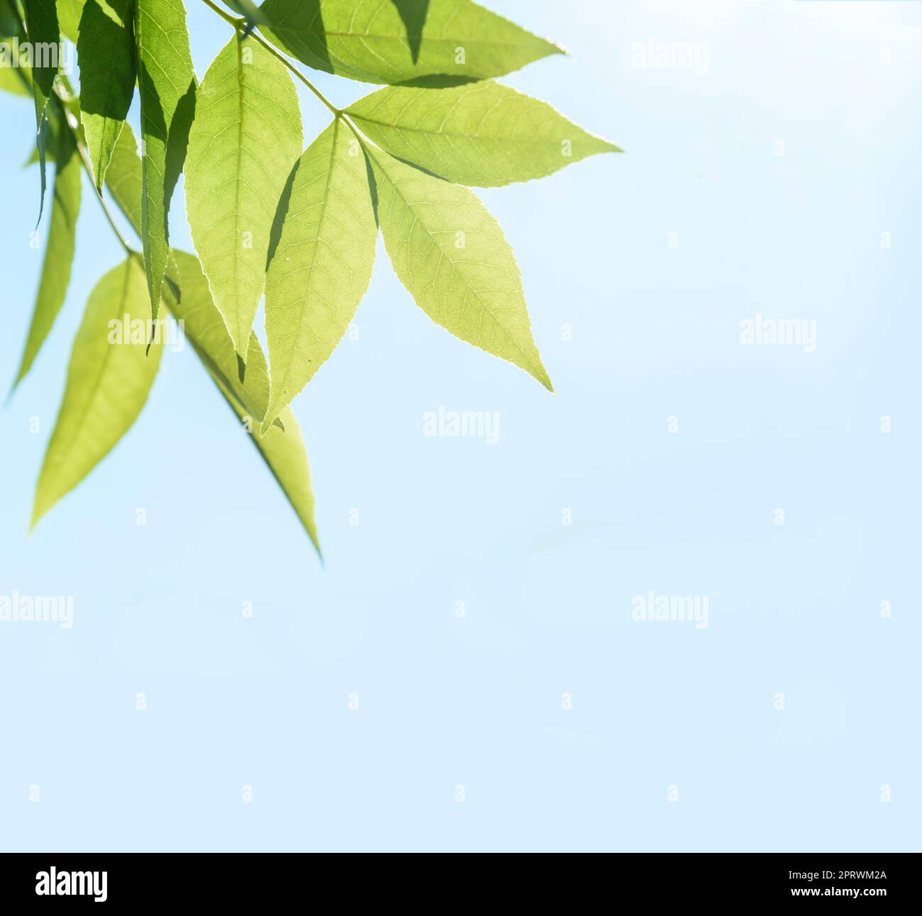 Foglie verdi Foto Stock