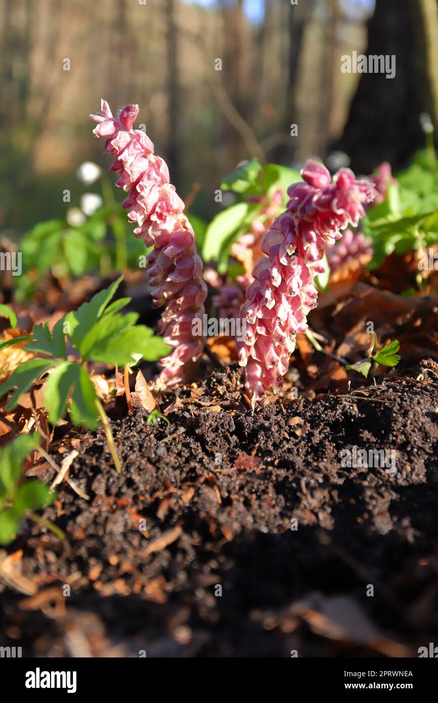 Fiori di comune orticaria, squamaria Lathraea Foto Stock