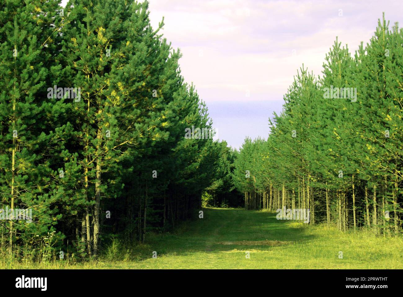 Grandi alberi di conifere nella foresta. Bellezza della natura. Sfondo foresta Foto Stock