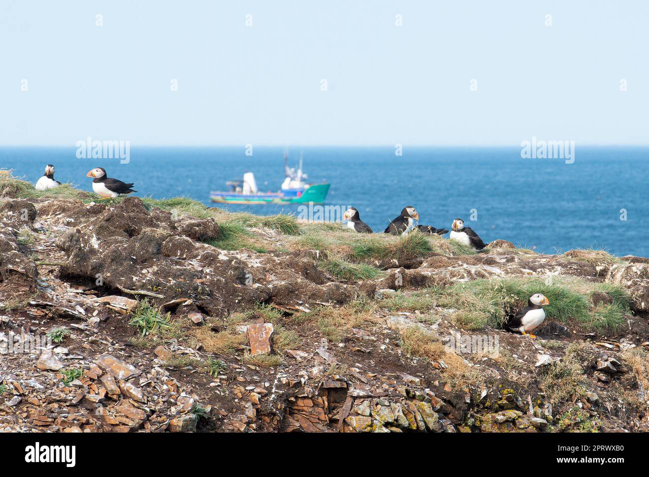 I Puffins dell'Atlantico si affacciano sulla nave da pesca Foto Stock