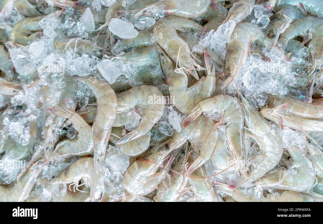 Gamberetti bianchi freschi su ghiaccio tritato in vendita sul mercato. Gamberi crudi per cucinare nel ristorante di pesce. Industria alimentare di mare. Molluschi. Mercato dei gamberi. Gambero crudo. Gamberi per la fabbrica di alimenti surgelati. Foto Stock