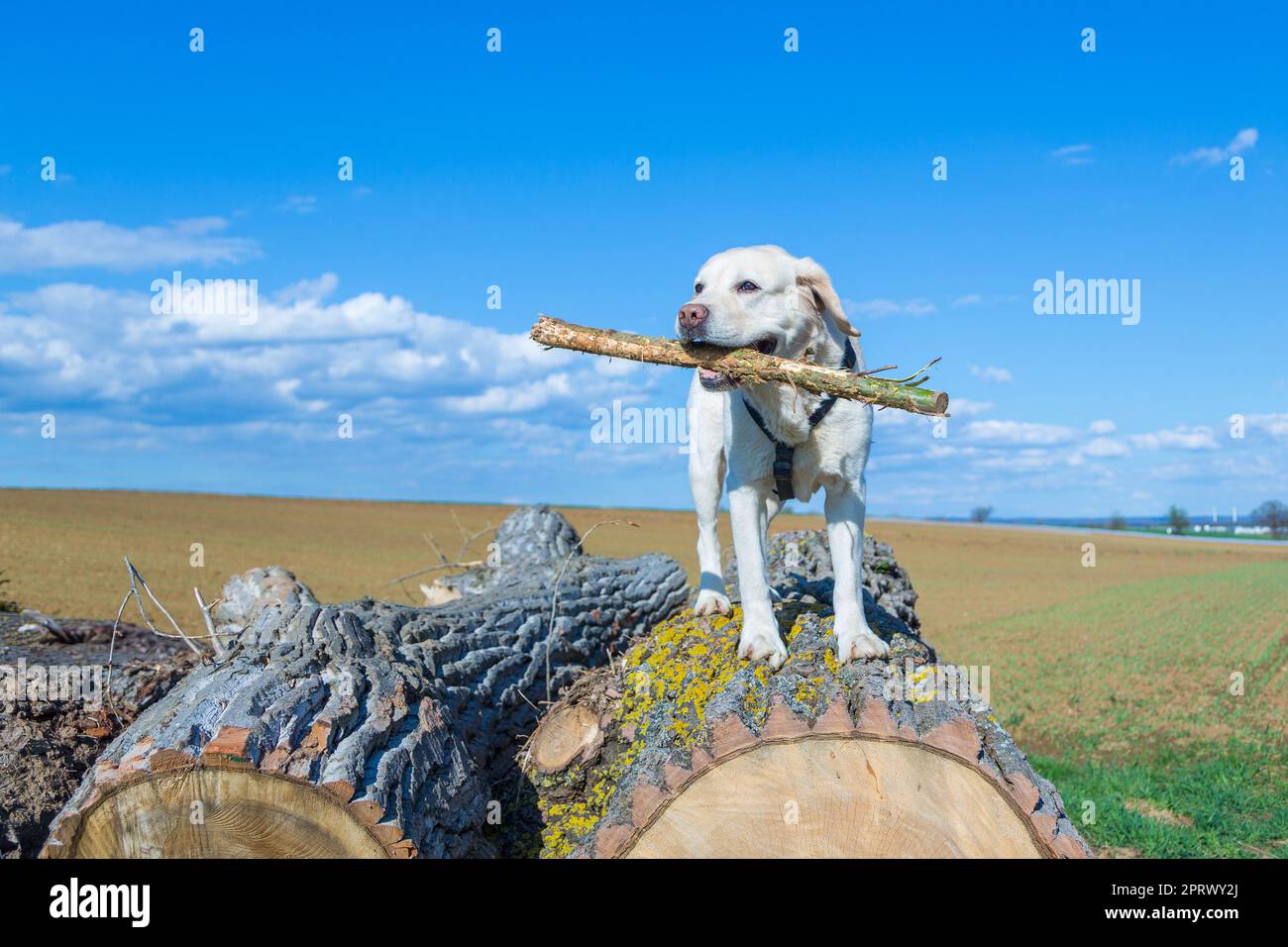 labrador bianco con bastoncino Foto Stock labrador bianco con bastoncino Foto Stock