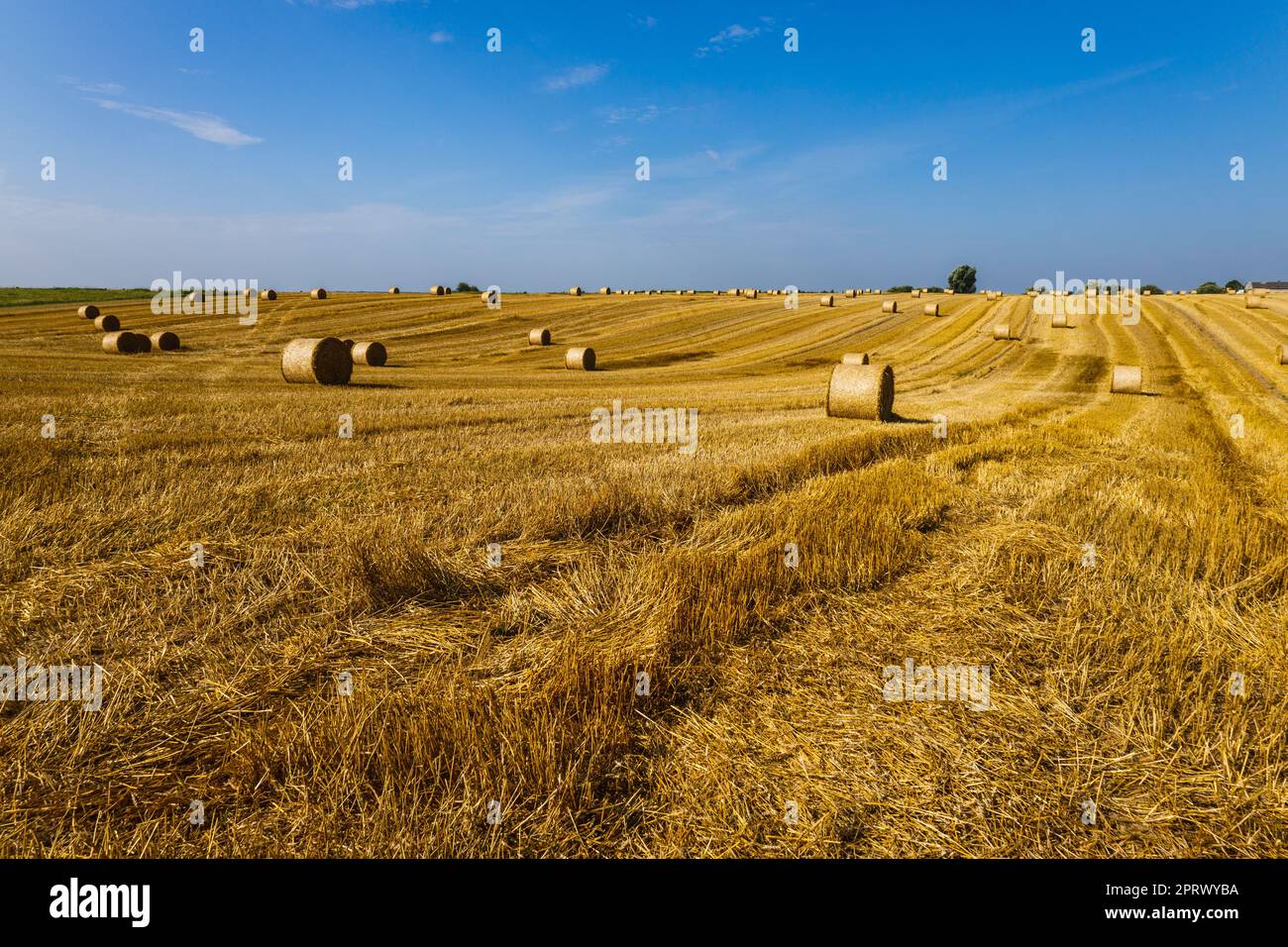 Campo agricolo dopo il raccolto con grandi balle di fieno in un campo di grano Foto Stock