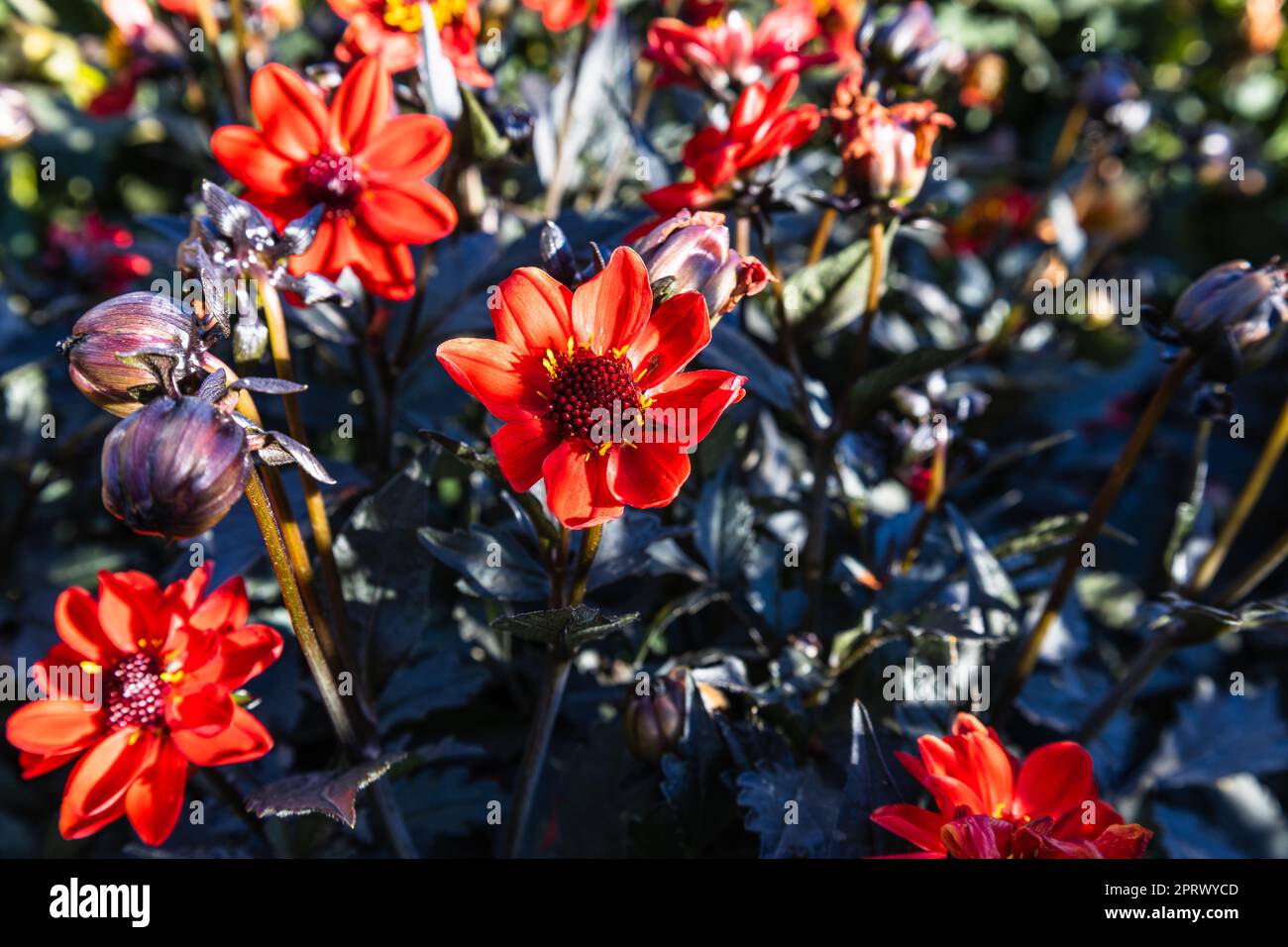 Dahlia - Dark Angel Pulp Fiction fiori fioriscono nel giardino del parco cittadino Foto Stock