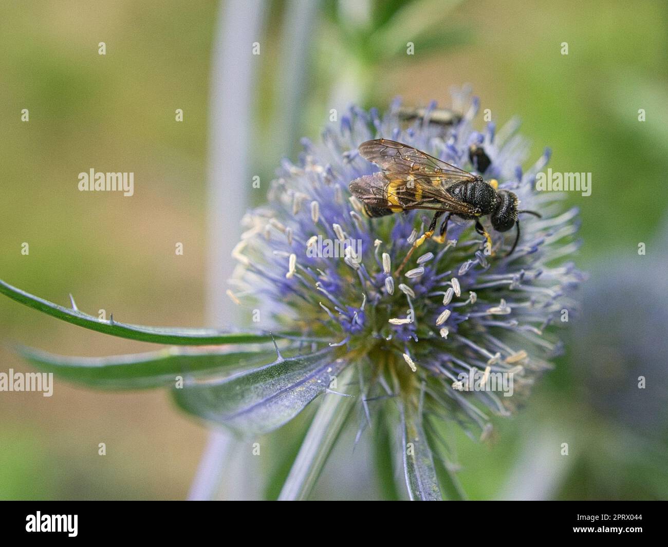 strisciare lo scarabeo su un fiore in macro fotografia. Foto Stock
