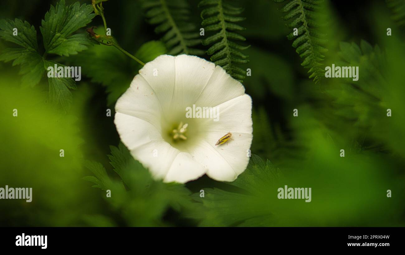 Fiore bianco con bellissimi petali raffigurati individualmente su un prato fiorito. Foto Stock