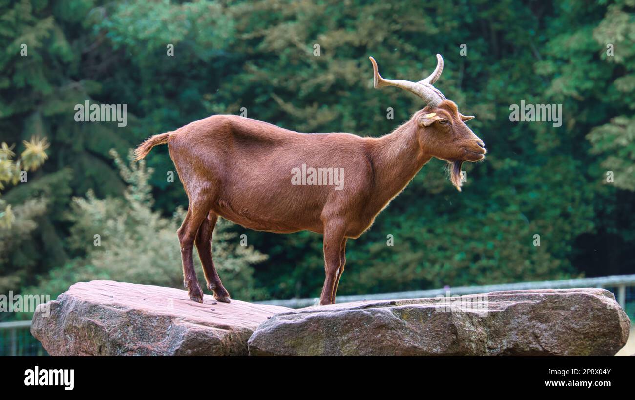 Buck di capra su una pietra, con il corno in posa. Animale ucciso con la natura sullo sfondo Foto Stock