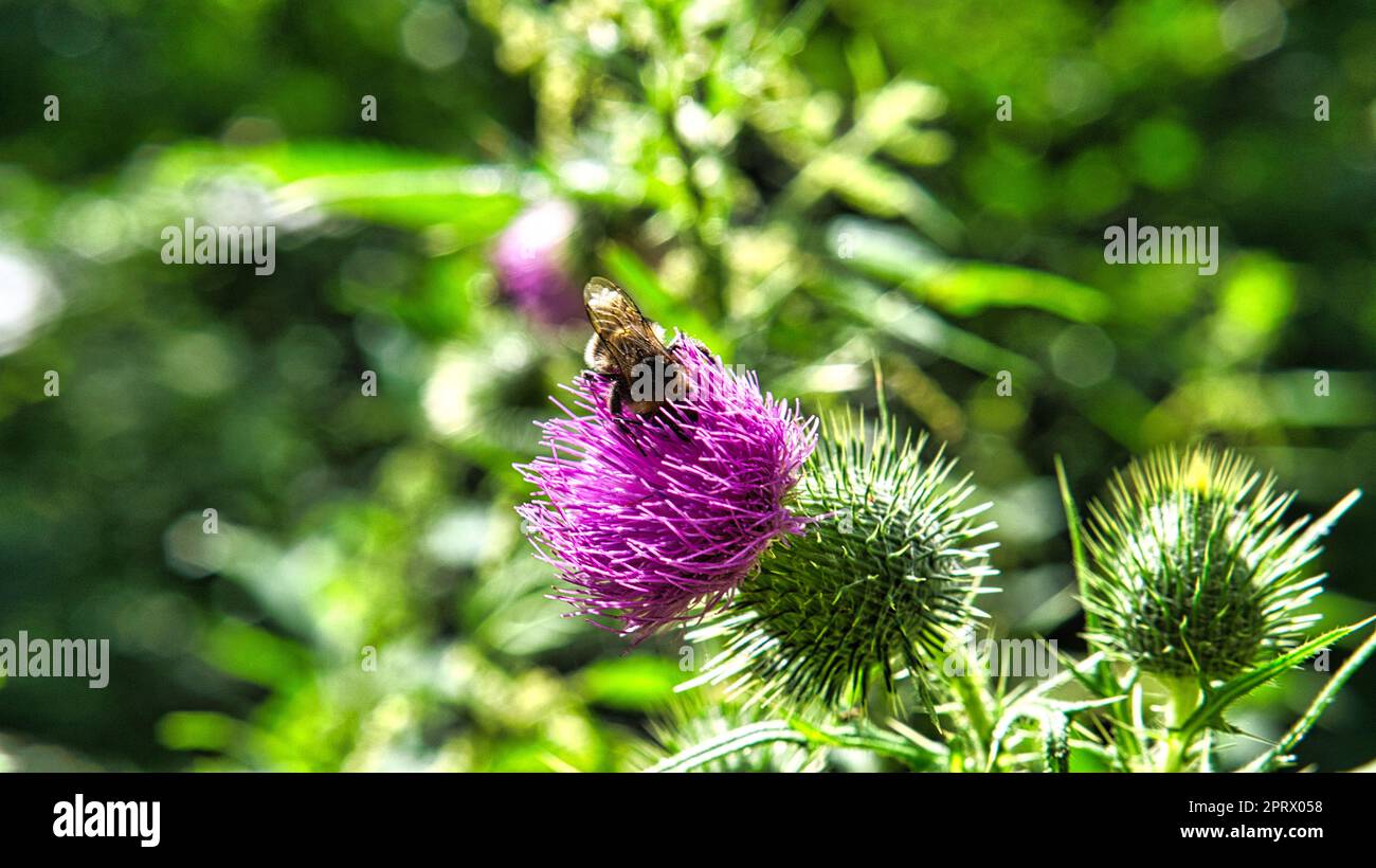 ape su un cardo rosa in primo piano. Foto animale con pianta Foto Stock