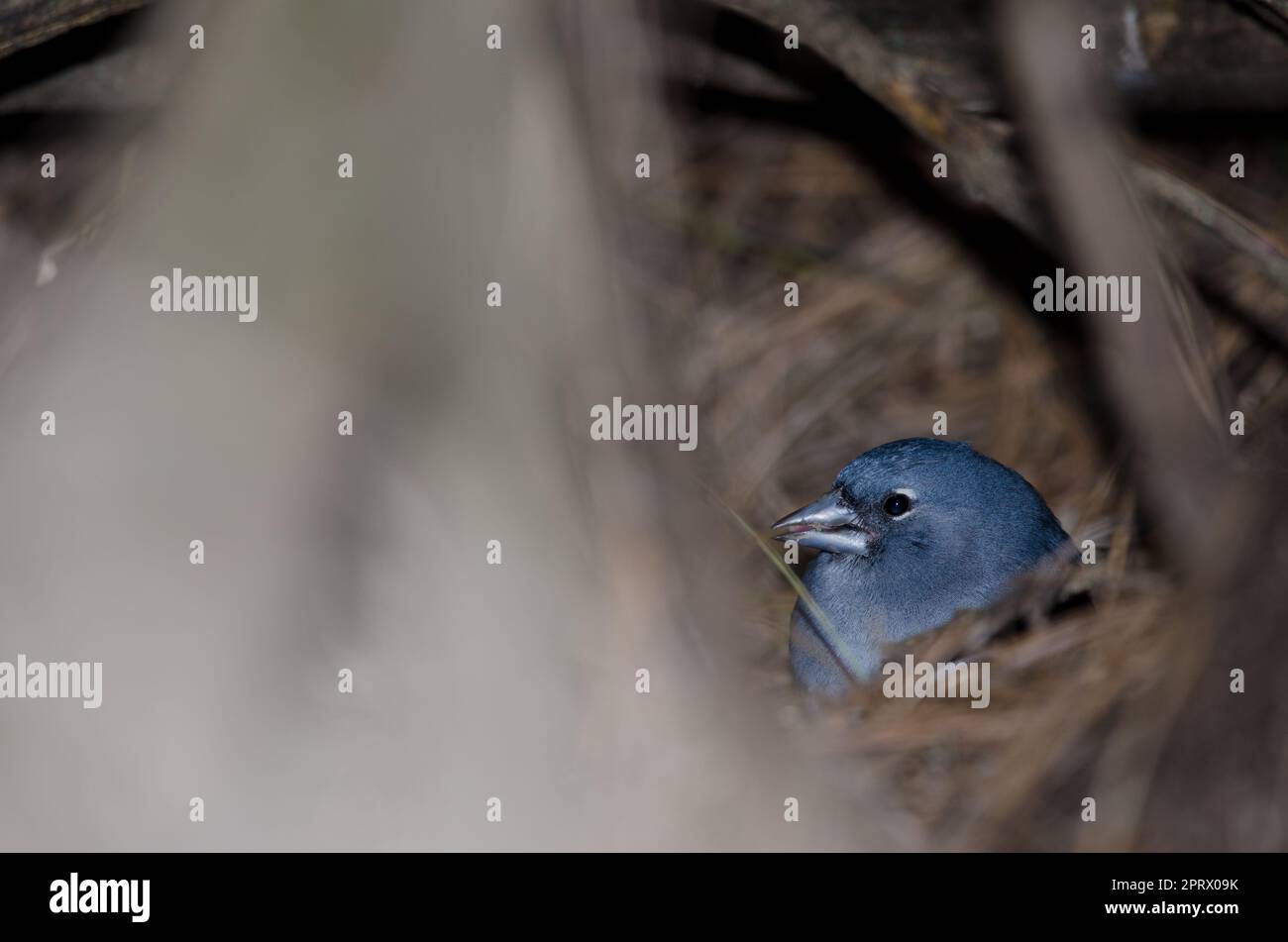 Gran Canaria blu chaffinch. Foto Stock