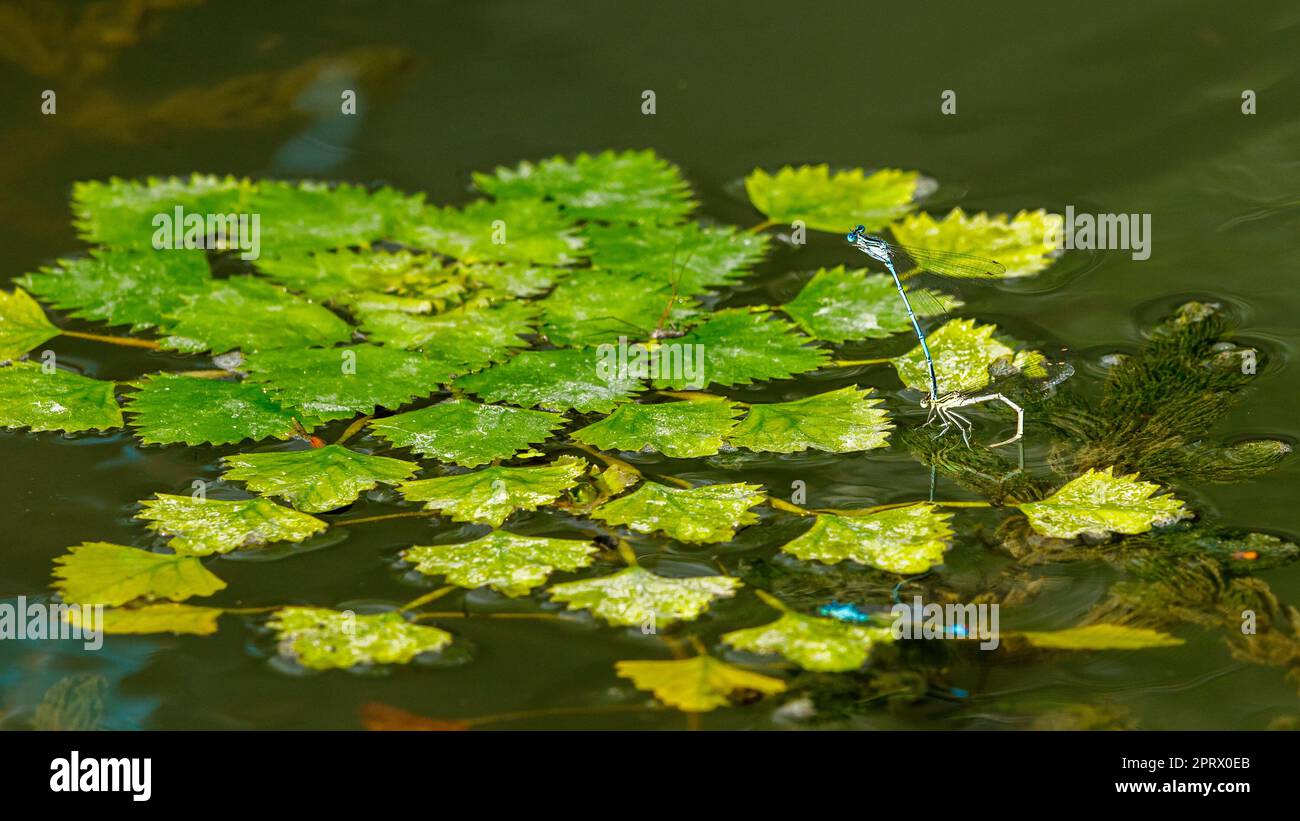 le castagne d'acqua commestibili nel delta del danubio in romania Foto Stock