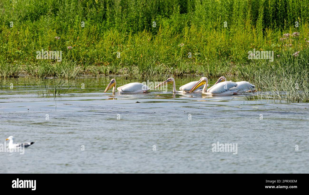 Pellicani nel delta del daube della romania Foto Stock