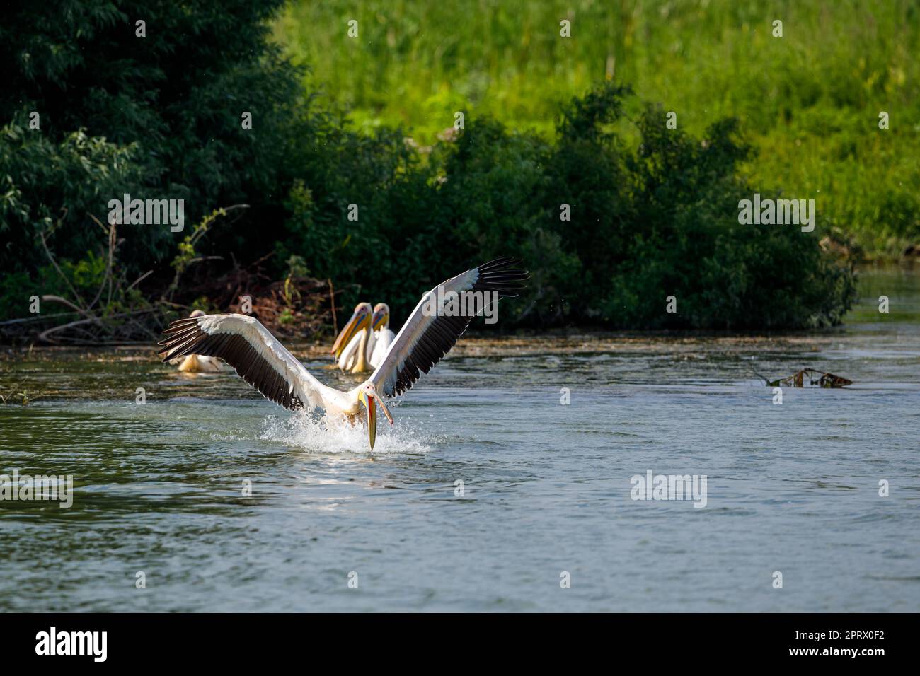 Pellicani nel delta del daube della romania Foto Stock