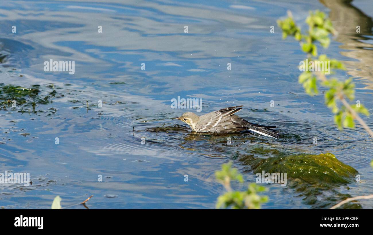 Una coda bianca nel delta del danubio in romania Foto Stock