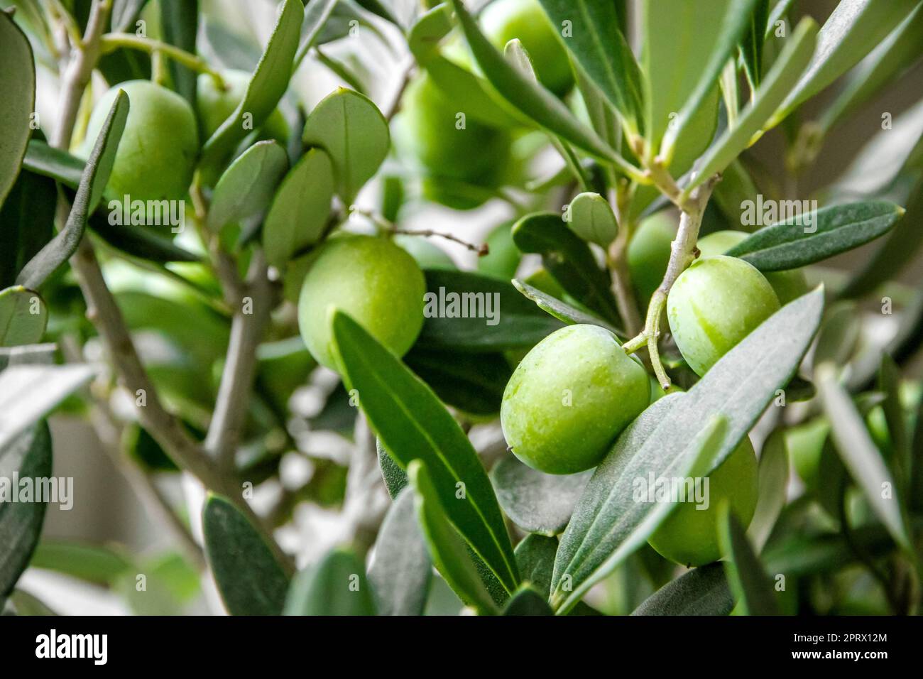 Vista dall'alto del ramo di ulivo Foto Stock